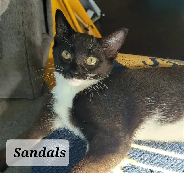Sandals