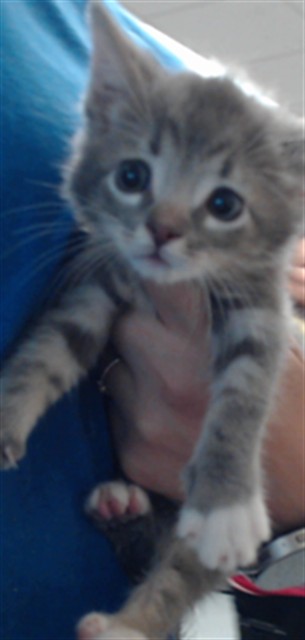 Adoptable Cat