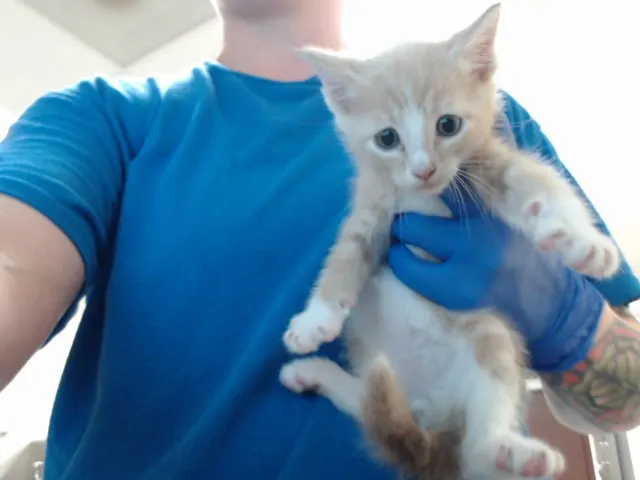 Adoptable Cat