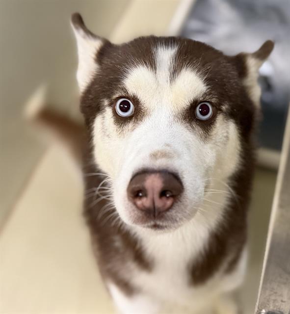 Adoptable Dog