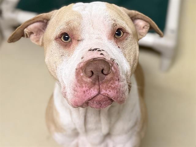 Adoptable Dog