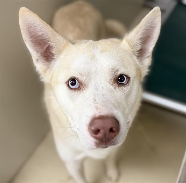 Adoptable Dog