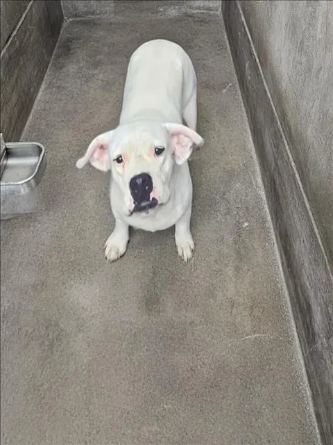 Nala