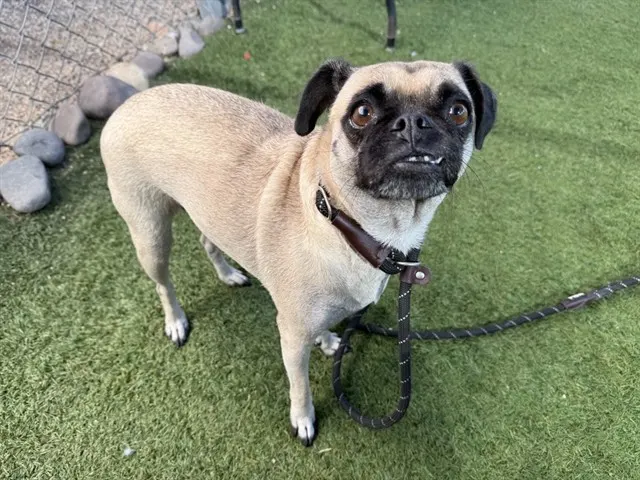 Mabel