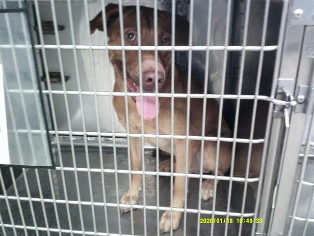 Adoptable Dog