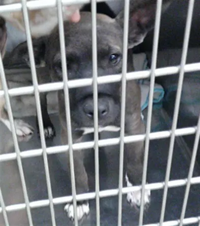 Adoptable Dog