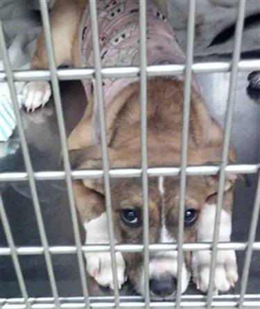 Adoptable Dog