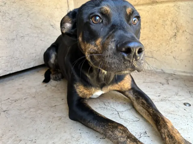Adoptable Dog