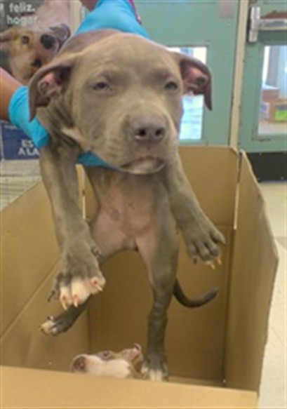 Adoptable Dog