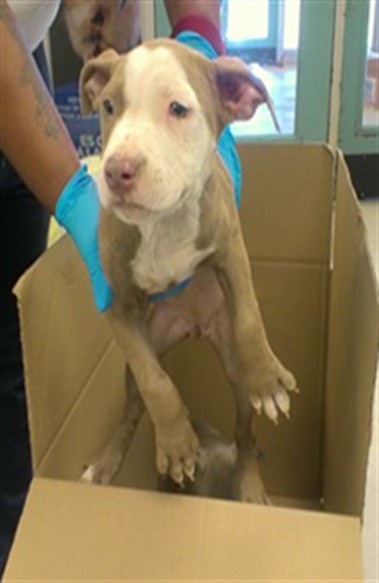 Adoptable Dog