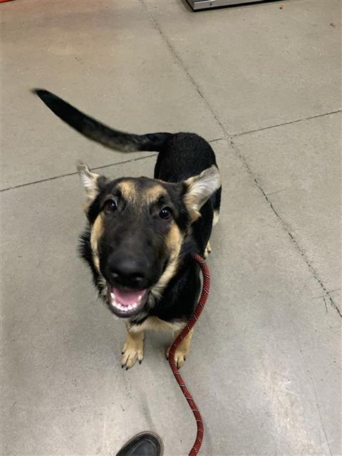 Adoptable Dog