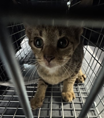 Adoptable Cat