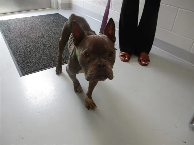 Adoptable Dog