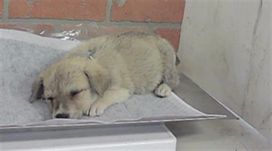 Adoptable Dog