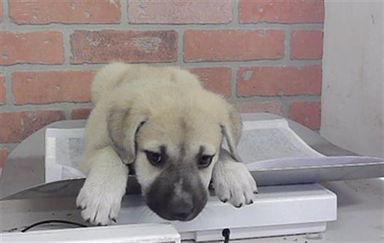 Adoptable Dog