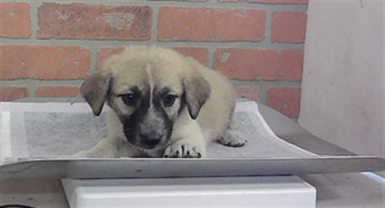 Adoptable Dog