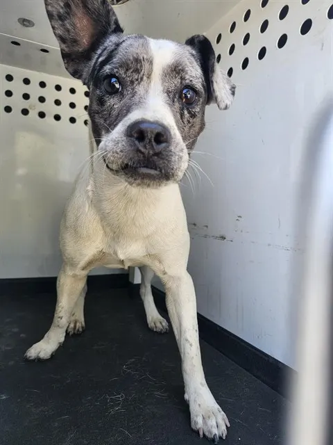 Adoptable Dog