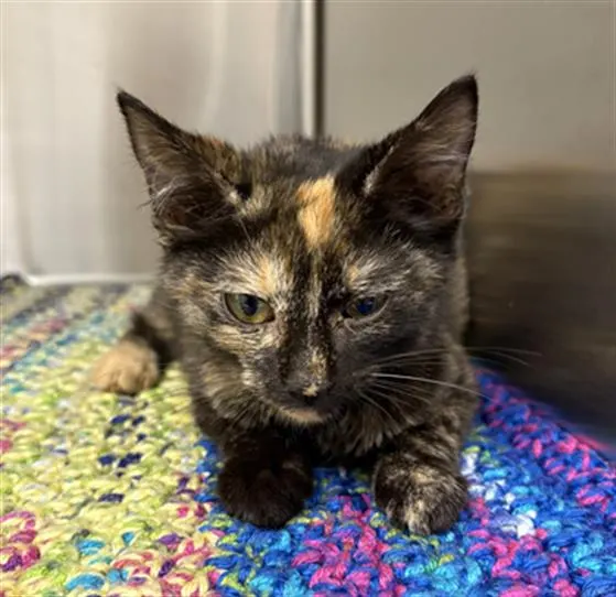 Lentil