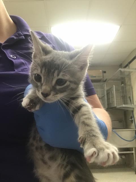 Adoptable Cat