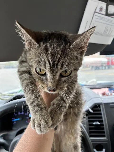 Adoptable Cat