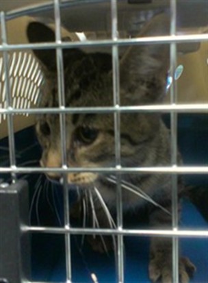 Adoptable Cat