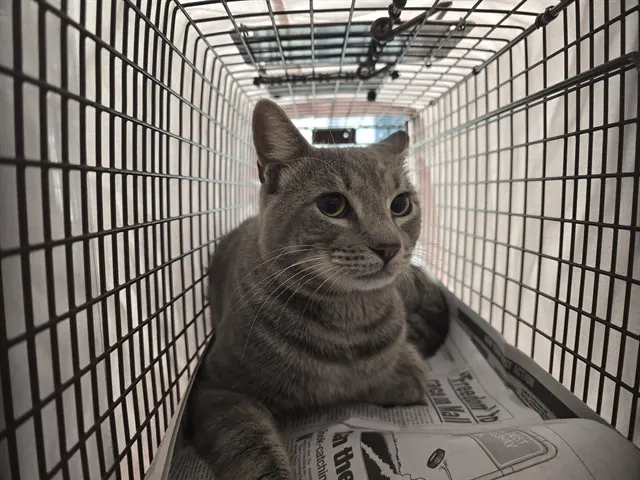 Adoptable Cat