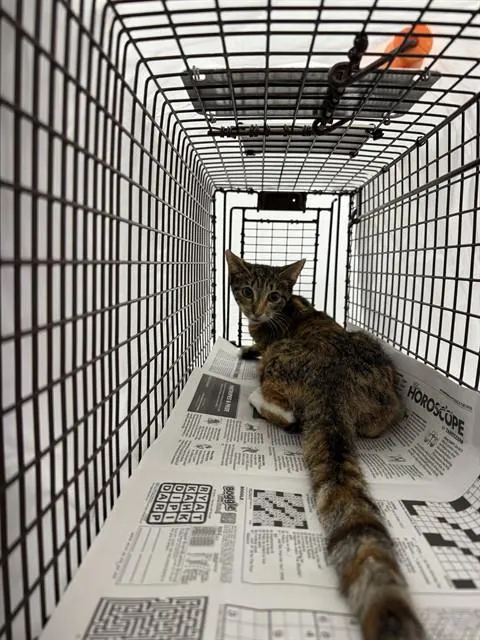 Adoptable Cat