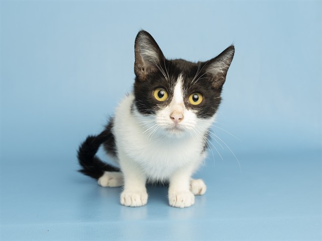 Marmalade