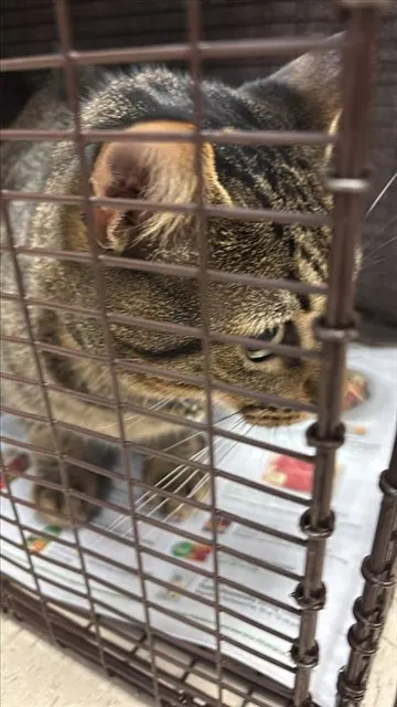 Adoptable Cat