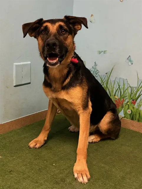 Adoptable Dog