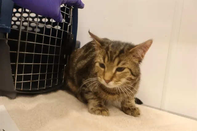 Adoptable Cat