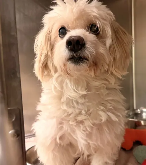 Chico