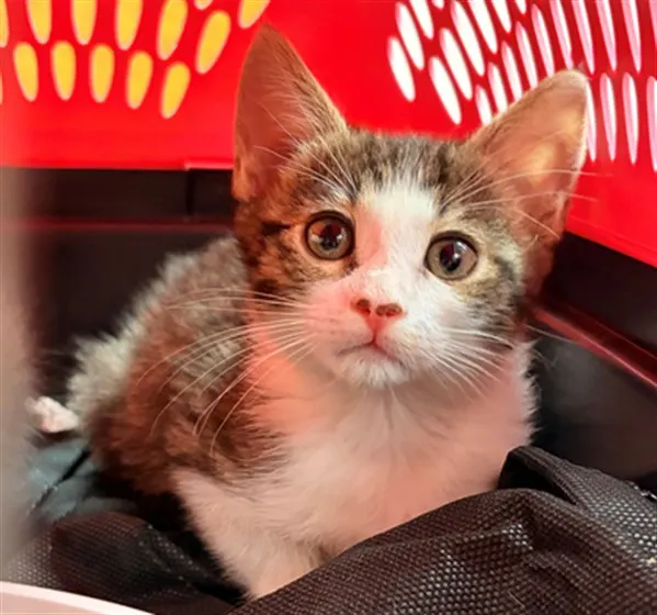 Suki