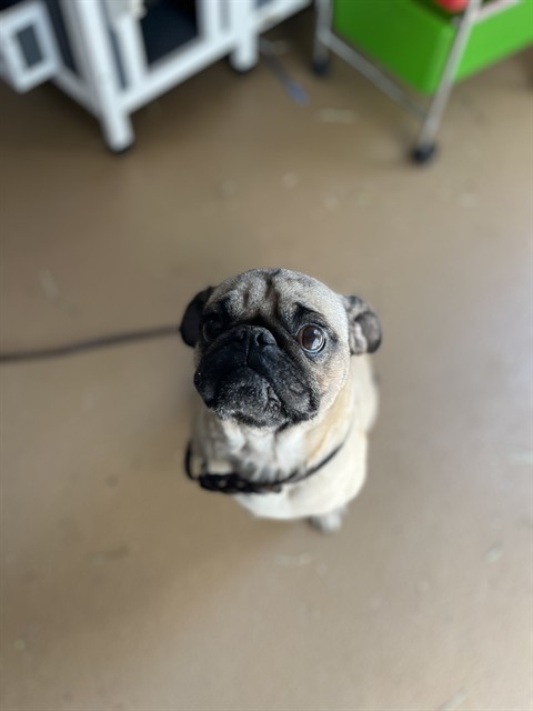 Adoptable Dog
