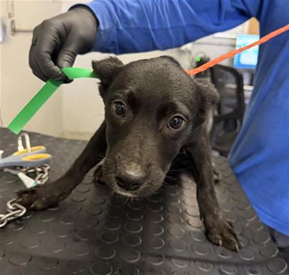 Adoptable Dog