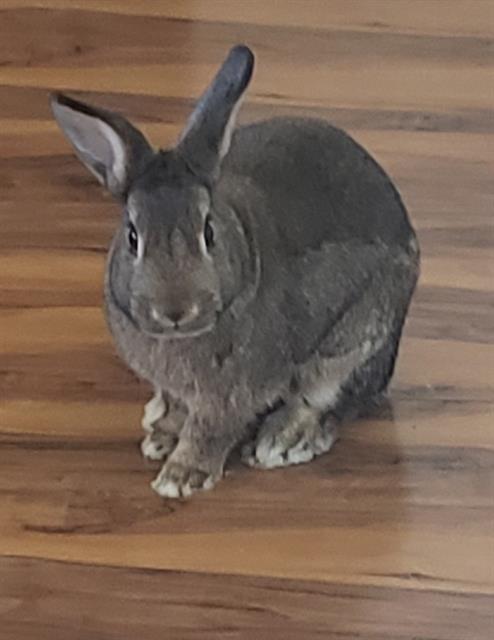 Georgie