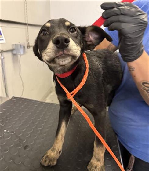 Adoptable Dog
