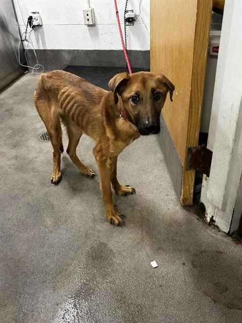 Adoptable Dog
