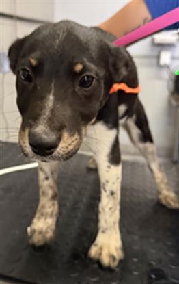 Adoptable Dog