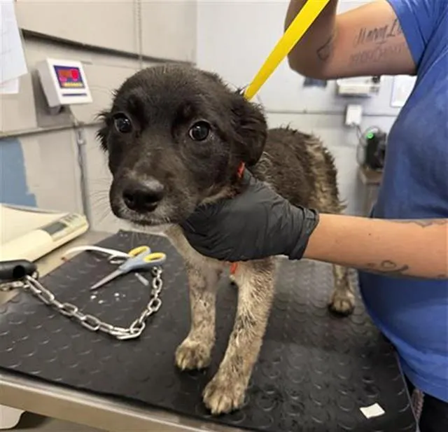 Adoptable Dog