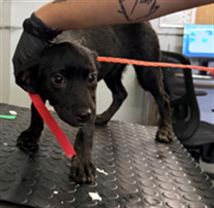 Adoptable Dog