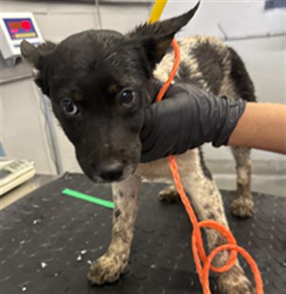 Adoptable Dog