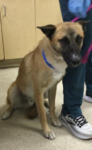 Adoptable Dog
