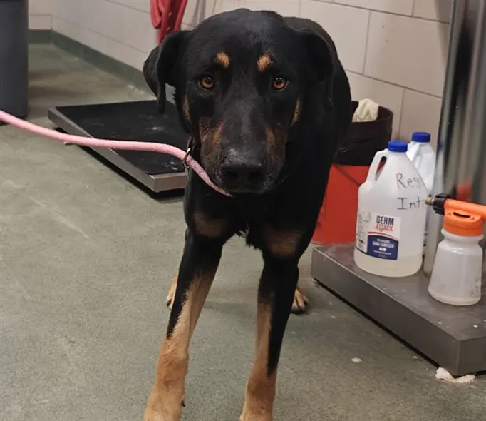 Adoptable Dog