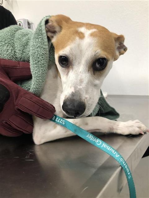 Adoptable Dog
