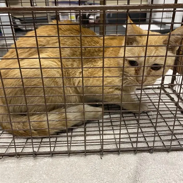 Adoptable Cat