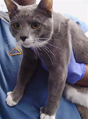 Adoptable Cat