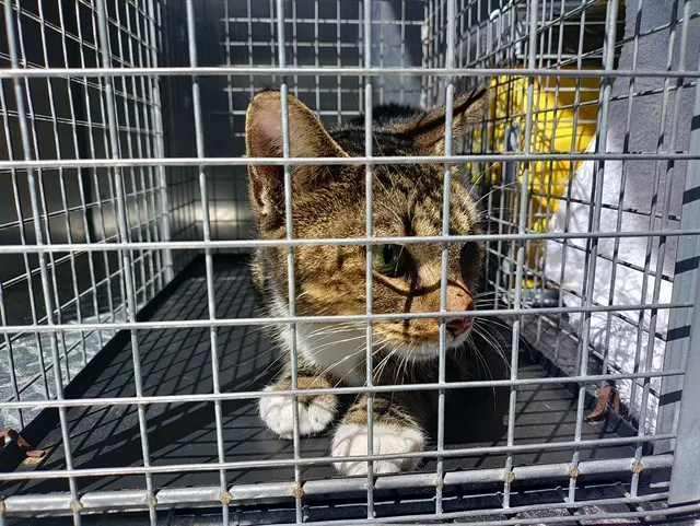 Adoptable Cat