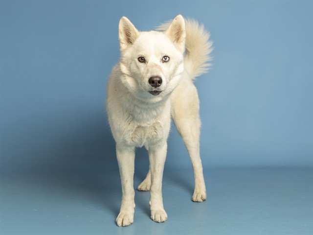 Adoptable Dog