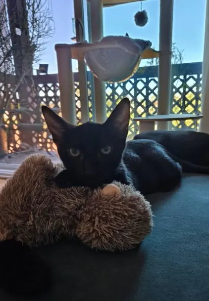 Thackery Binx